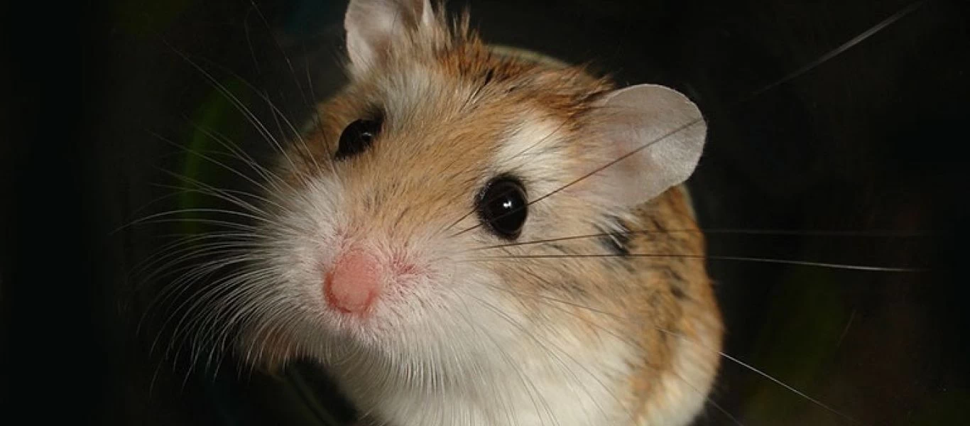  Χονγκ Κονγκ: Επιτρέπεται και πάλι σε pet shops να πωλούν χάμστερ μετά τη σφαγή χιλιάδων λόγω κορωνοϊού